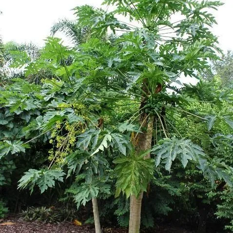 thumbnail for publication: Carica papaya: Papaya